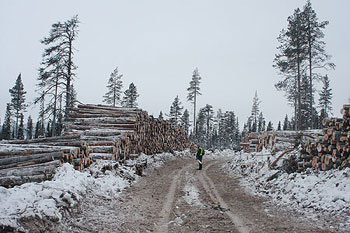 Old-growth forest for Stora Enso