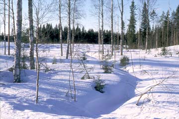 hakattu ekologinen käytävä Kurussa vuonna 2000