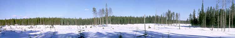 avohakkuu Kurussa vuonna 2000