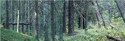 Katajalamminmäen metsää ennen hakkuita. Kuvat: Sauso
