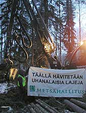 Riponeva 29.11.2004 - Metsähallitus hakkaa uhanalaisen kuukkelin kotimetsää (c) Greenpeace