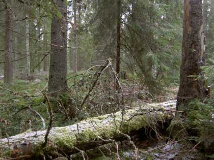 Uhanalaisia metsiä Virtain Riponevalla (c) J Kytömäki