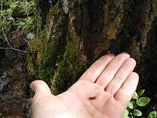 Liito-orava pesii Hämeenvaaran suunnitelluilla avohakkuualueilla. Tämä metsä olisi kaadettu ilman Luonto-Liiton ja Greenpeacen väliintuloa