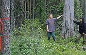 Avohakattavaksi nauhoitettua metsää Kuhmon Vattuvaarassa. Kuva: Liimatainen/L-L kesäkuu 1999