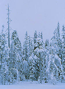 Kuolusuo, Ulvinsalo. Vanhaa metsää odottamassa avohakkuuta. Kuva: Risto Sauso