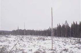 Nurmes. Metsähallituksen hakkuu 1997.