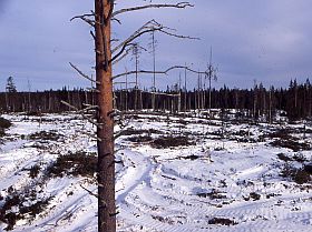 Suomussalmi, Paljakkapuro. Metsähallituksen hakkuu 2003.