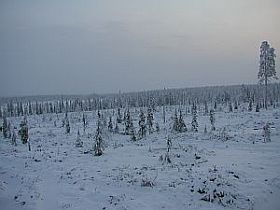  Savukoski, Mustatseljät. Metsähallituksen hakkuu 2004.