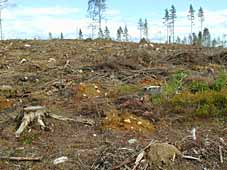 sertifioitua suomalaista metsätaloutta vuonna 2000