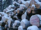 Hämeenvaaran puuta "alkuperämerkittiin" Aarniometsää-leimalla.