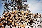 Mies pinon päällä ennustaa ongelmia Metsähallituksen luonnonmetsätaloudelle Sallan Aitatsivaarassa helmikuussa 2000. Katse on nyt kohdistettu Sallaan ja kampanja alkaa.