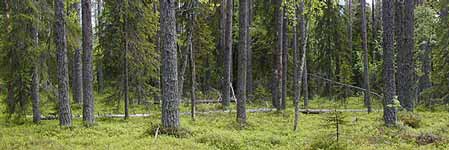 Pieni panoraama Jäkäläahosta. Kuvan metsä on tulevaa hakkuualuetta.