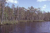 Äyläjärvi. Komeat vanhat metsät reunustavat erämaajärviä. Kuva: Jan Kunnas 1993