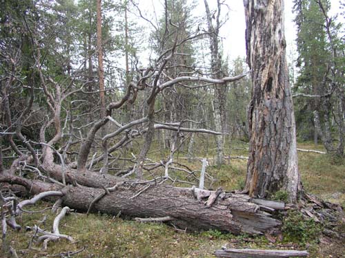 (c) Luonto-Liitto / Olli Manninen