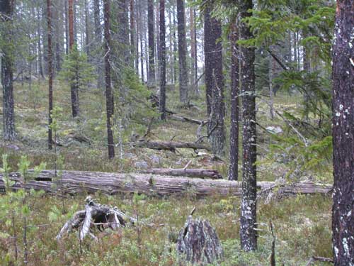 (c) Luonto-Liitto / Risto Mustonen