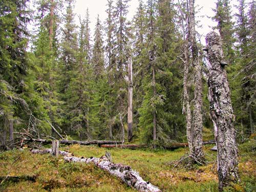 Pohjois suomen metsät
