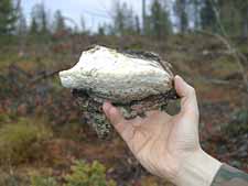 uhanalainen raidantuoksukääpä löytyi alueen keskelle pystyyn jätetyltä puulta