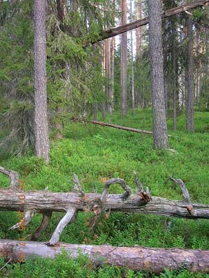 Ruunaan retkeilyalue (c) Jyri Mikkola