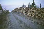 Metsähallituksen hakkuita Pohjois-Sallassa 1999