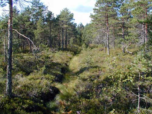 (c) Luonto-Liiton metsäryhmä / Markku Koskinen