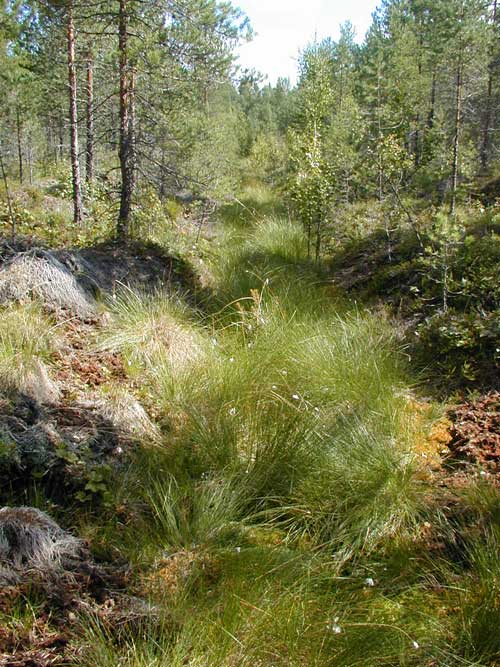(c) Luonto-Liiton metsäryhmä / Markku Koskine