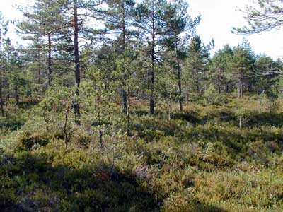 (c) Luonto-Liiton metsäryhmä / Markku Koskinen