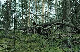 Uhanalaista valtion vanhaa metsää Kuhmon Jämäsvaarassa, kuva: Liimatainen 1993
